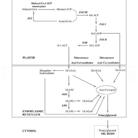 Representation of triacylglycerol biosynthesis in developing seeds ...