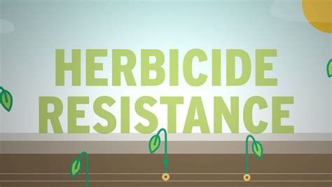 What Is Herbicide Resistance Saskatchewan Pulse Growers