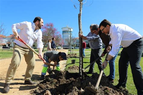 Dia Mundial Da Rvore Assinalado A Planta O De Rvores Aut Ctones