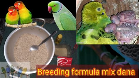 Best Breeding Formula All Love Birds Budgies Youtube