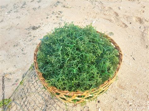 Captivating Image Capturing The Trend Of Seaweed Farming Near Lembongan