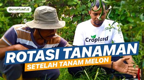 Rotasi Tanaman Setelah Tanam Melon Youtube