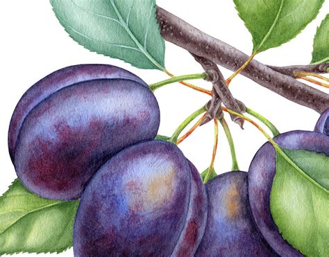 Watercolor fruits | Behance