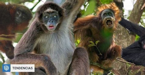 el  del mono  historias sobre primates en latinoamerica  el mundo