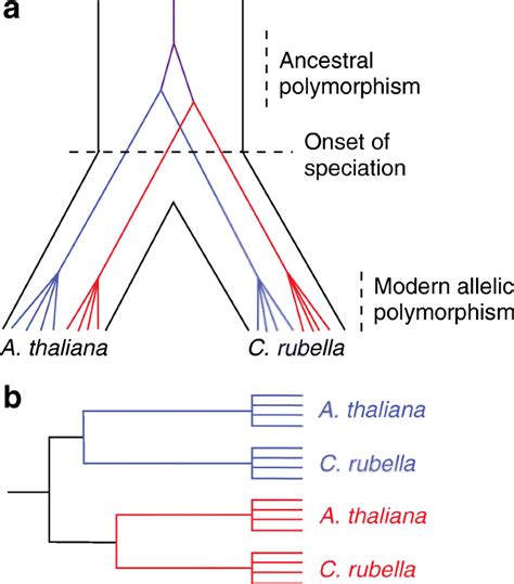 Balancing Selection And Trans Specific Polymorphisms Genome Biology