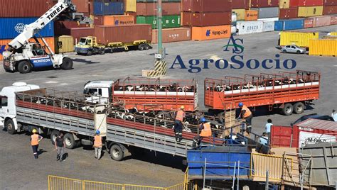 Desde el muelle Ocean Drover el buque ganadero más grande del mundo ANP