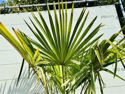 Trachycarpus Fortunei Ca Cm Tropic Trees