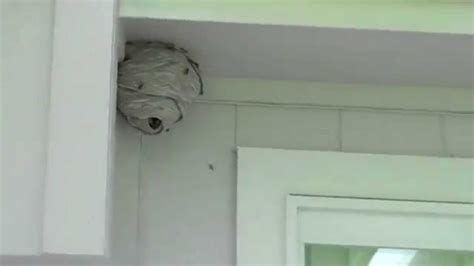 Giant Wasp Nest How To Remove Giant Paper Wasp Nest Youtube