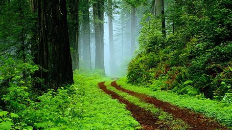 Hd Wallpaper Tropical Rain Forest Foggy Pathway Wallpaper Flare