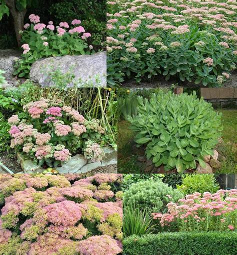 Sedum Spectabile Saksıda 8266 Tl