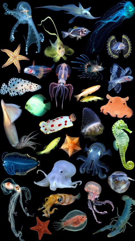 🐠 Seaanimals Ocean Oceanaesthetic Marinebiology Deepsea Creatures