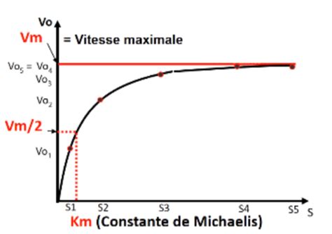 S Mesure D Une Activit Enzymatique Cartes Quizlet