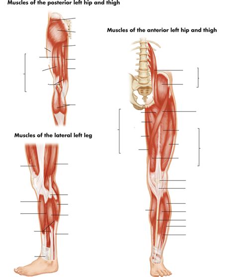 Skeletal Muscle Arms Legs Flashcards Quizlet Hot Sex Picture