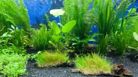 How To Grow Live Plants In Freshwater Aquarium A Comprehensive Guide