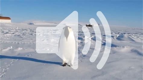 Penguin Sound Effect High Quality Youtube