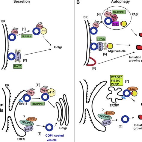 Amino Acid Starvation Of Drosophila Cells Leads To Protein Transport