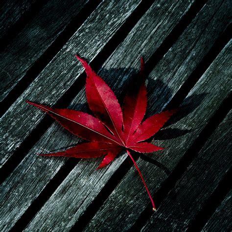 One Leaf One Autumn Leaf Hd Phone Wallpaper Pxfuel