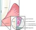 Dhyg Chapter Microscopic Anatomy Of The Periodontium Flashcards