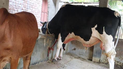 big  beautiful fijian bull eating   cowshed friesian