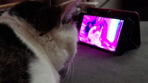 My Cat Is Watching Ariana Rings Grammy Peformence Youtube