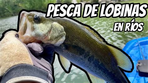 Pesca de Lobinas en Ríos Diferentes Señuelos Flukes venselures y