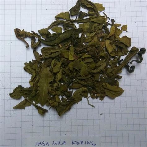 Jual Assamica Original Asamika Kering Green Tea Teh Hijau Gr Di