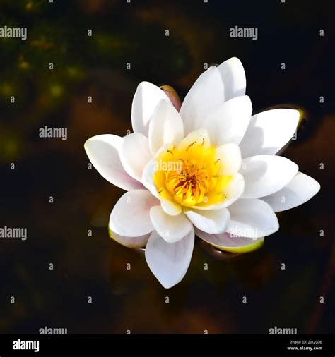 White water Lily Stock Photo - Alamy