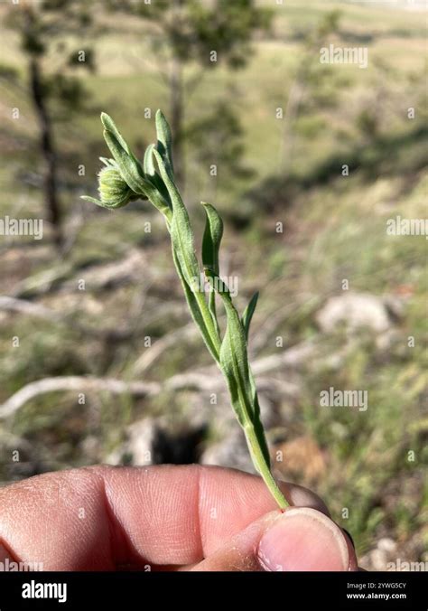 caespitose fleabane erigeron caespitosus stock photo alamy