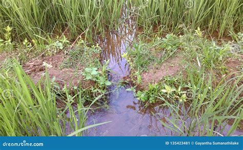 Wakkada Irrigation Path Stock Image Image Of Control 135423481