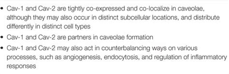 Frontiers Caveolin 1 And Caveolin 2 Can Be Antagonistic Partners In