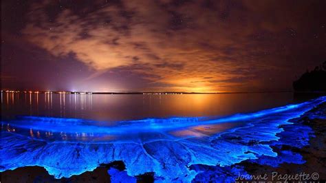 Bioluminescent Phytoplankton Jervis Bay Great Smoky Mountains Jervis