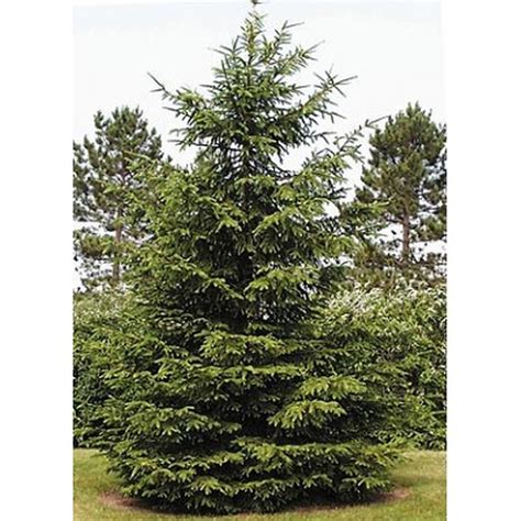 Norway Spruce Plant Profile Sylvan Gardens Landscape Contractors