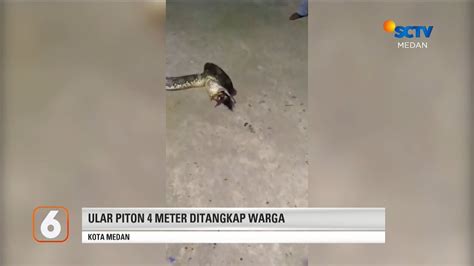 Warga Tangkap Ular Piton Sepanjang Meter Liputan Medan Youtube