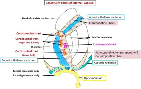 Internal Capsule – Anatomy QA