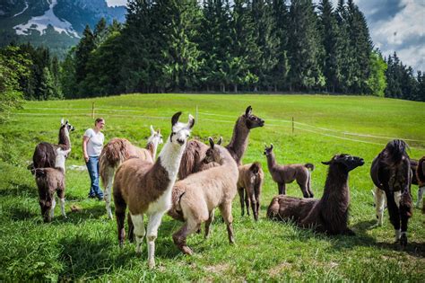 A Day At The Llama Farm