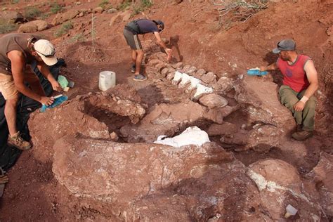 Paleontologists Unearth Giant Dinosaur Fossils That Could Belong To