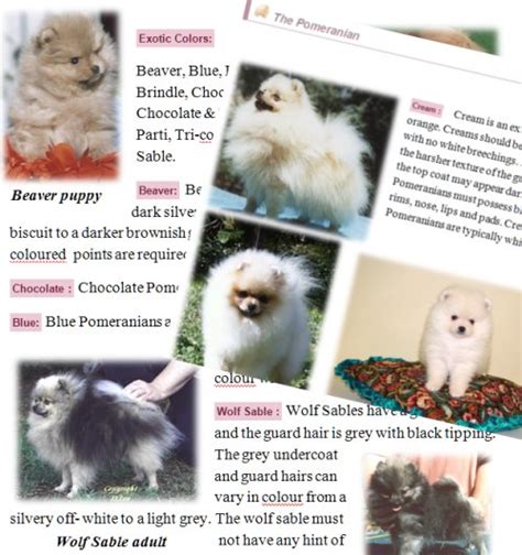 Pomeranian Colors – Pomeranian Dog Information. Care, Training ...