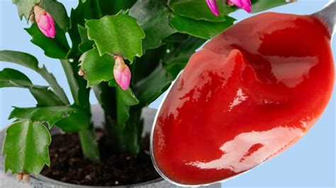 Зацвел Моментально! 1 ложка под любой домашний цветок и пышное цветение ...