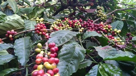 Kopi Robusta Buah Lebat Lebih Dari Kg Kopipati Youtube