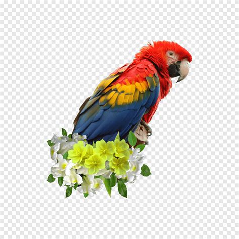 Descarga Gratis Guacamaya Roja Loro Guacamayo Azul Y Amarillo Gran