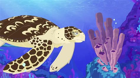 Seeing Sea Turtles | Wild Kratts | PBS LearningMedia