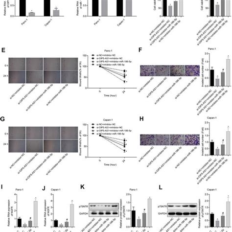 Oip5 As1 Promotes Migration And Invasion By Targeting The Download