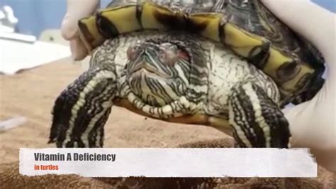 Turtle Vitamin Deficiency - YouTube