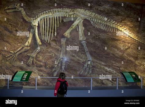 Iguanodon Skeleton Hi Res Stock Photography And Images Alamy