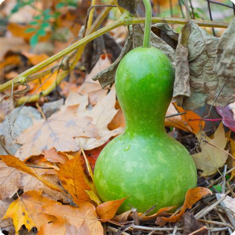 Gourd Seeds - Birdhouse Gourd - Heirloom Untreated NON-GMO From Canada