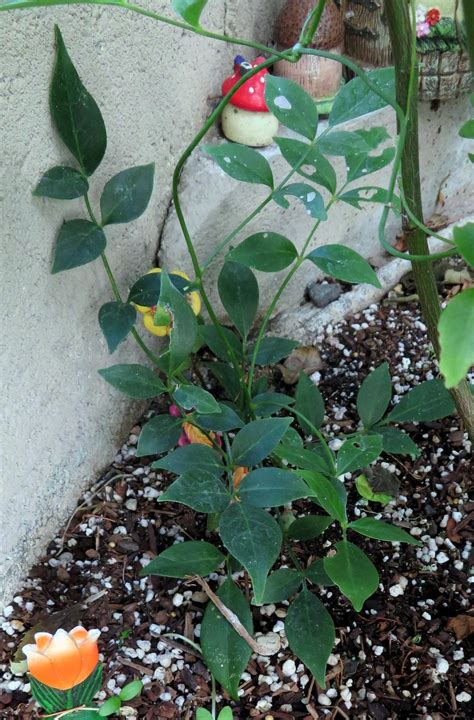 Bower Vine Pandorea Jasminoides Pink Supreme Garden Org