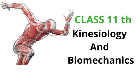 Class Th Kinesiology Biomechanics And Sports Physical Education Youtube