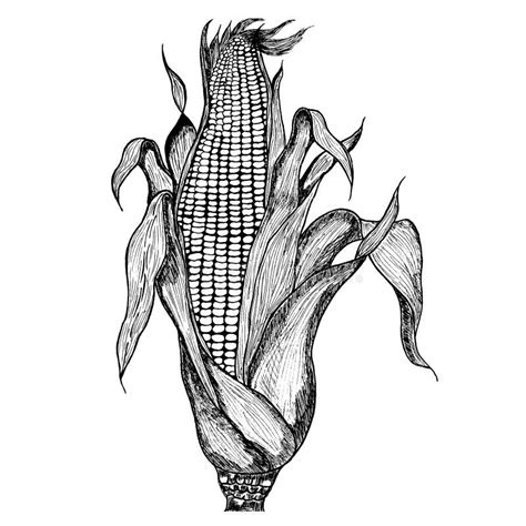 Hand Drawn Illustration Of Corn Stock Illustration Illustration Of