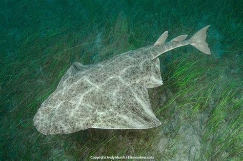 Angel Shark Alchetron The Free Social Encyclopedia