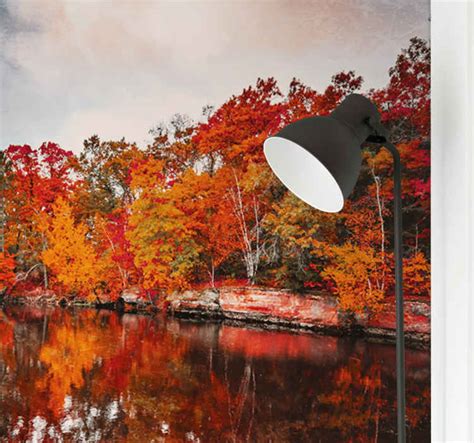 Fotomural Bosque Reflejo Del Bosque De Oto O En El Lago Tenvinilo